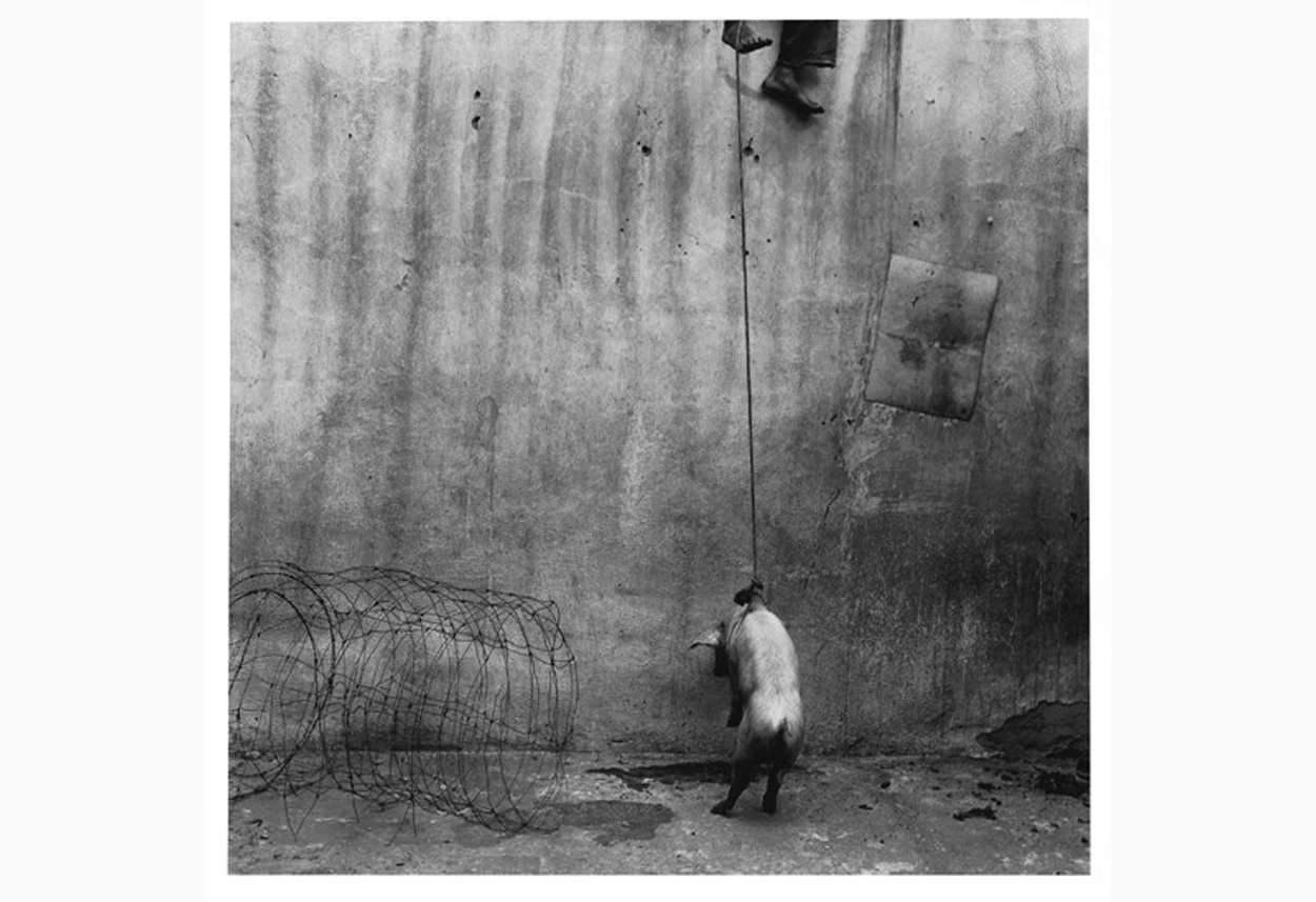 hanging-pig-2001-gelatine-silver-print-40-x-40-cm
