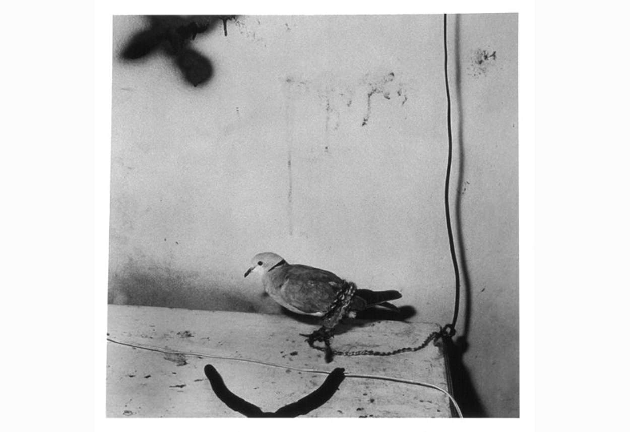 harnessed-dove-2000-gelatin-silver-print-40-x-40-cm