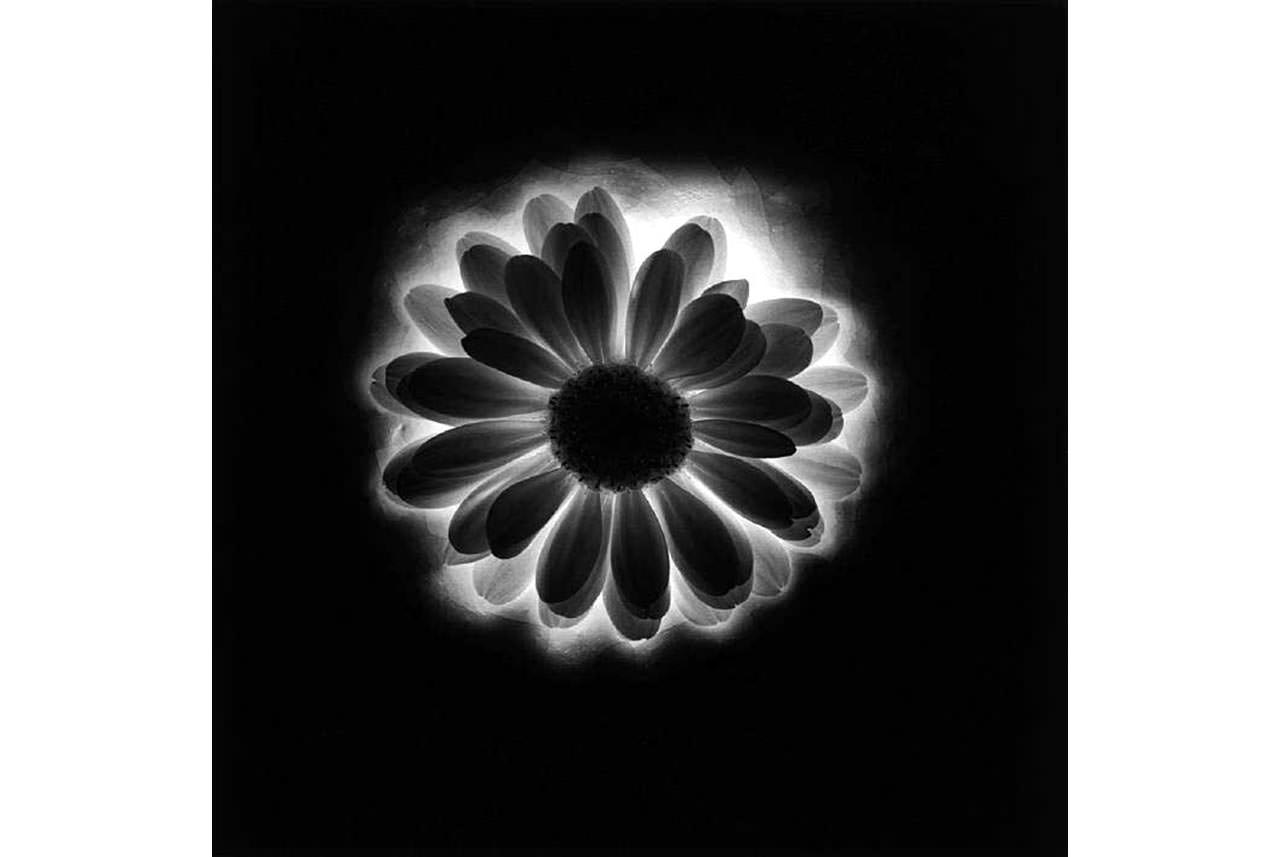 robert mapplethorpe xyz