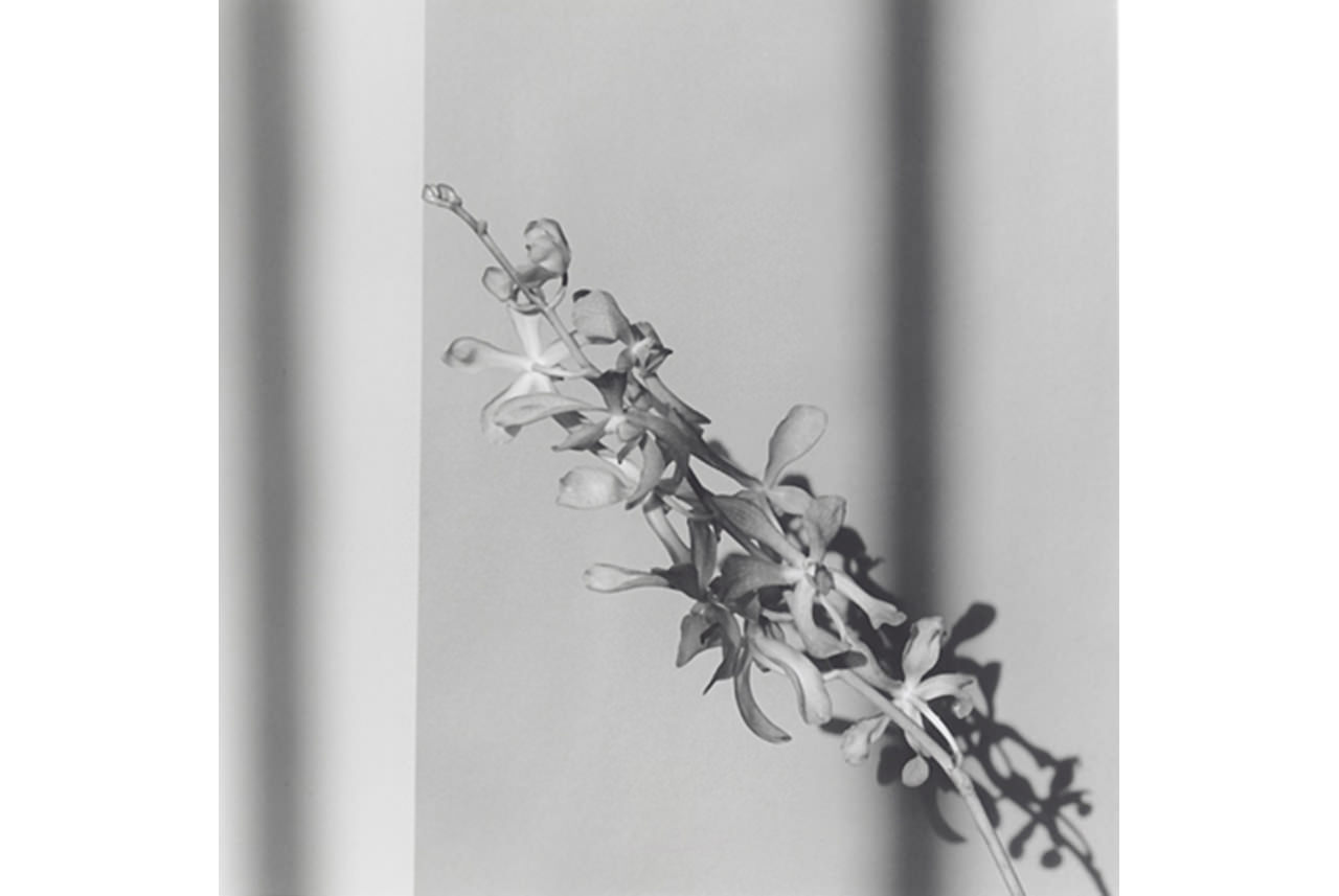 robert-mapplethorpe-orchids-1980-silver-gelatin-print-copyright-robert-mapplethorpe-foundation-used-by-permission
