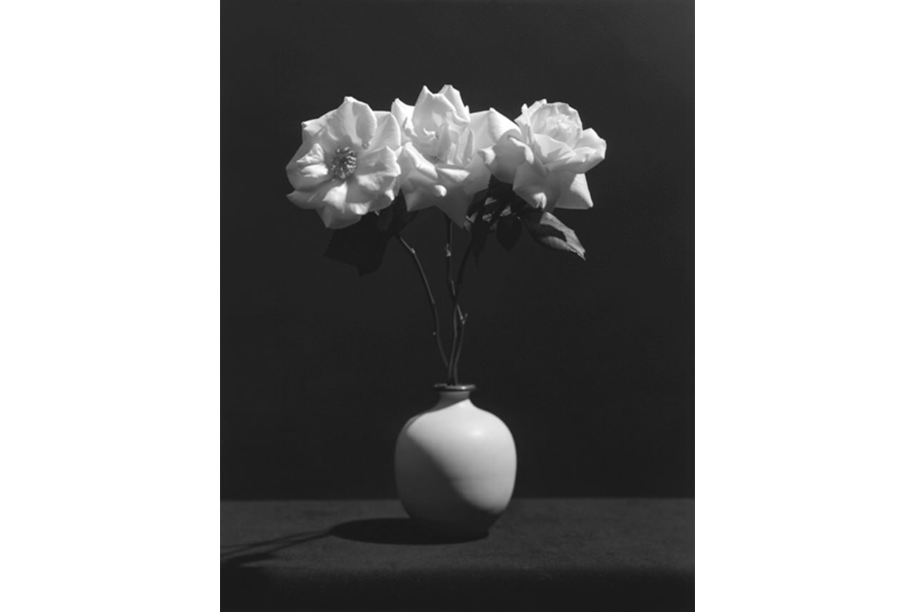 robert-mapplethorpe-rose-1983-silver-gelatin-print-copyright-robert-mapplethorpe-foundation-used-by-permission