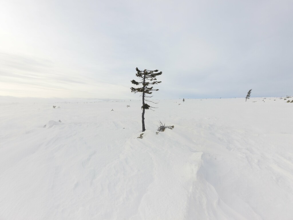 Snowy landscape with a small tree